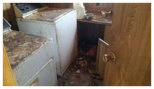Click to enlarge Dead Animals in Freezer