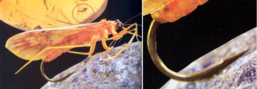 fossil fly