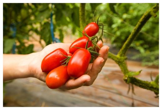 Grown Food