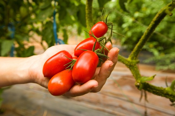 Grown Food