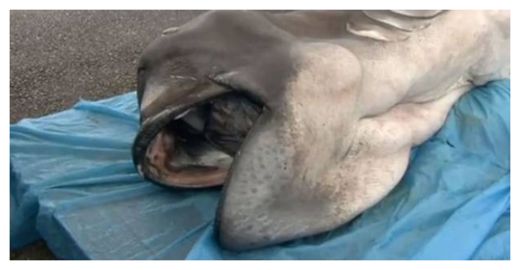 Click to enlarge Megamouth Shark