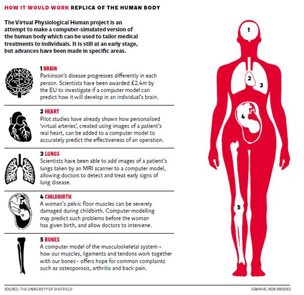 Human Body