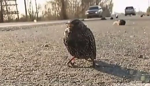bird