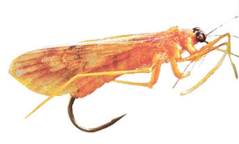 fly hook