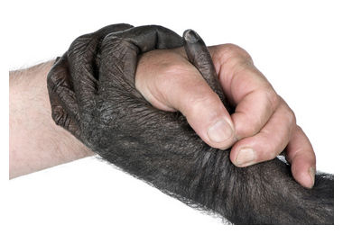 Click to enlarge Human Ape