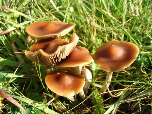 magische pilze, magic mushroom, psilocybin