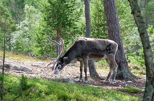 Reindeer