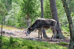 Reindeer