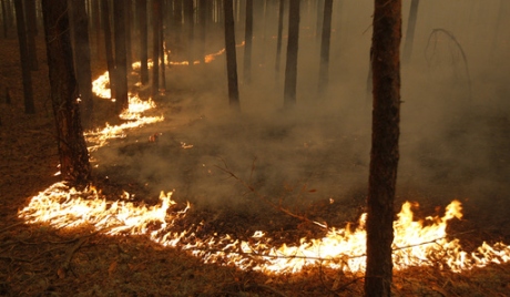 Wildfires in California