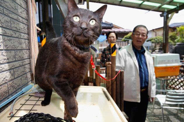 Tsunami cat