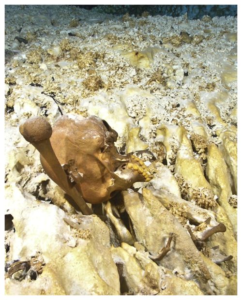 Click to enlarge Naia Skull