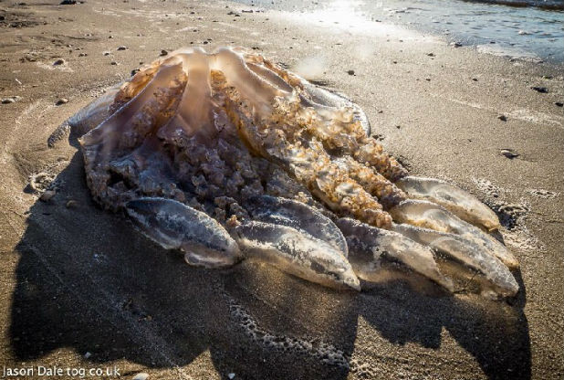 Jellyfish