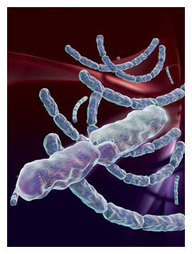 Anthrax Bacteria
