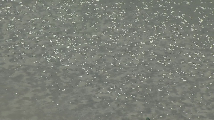 Click to enlarge Dead Fishes_1