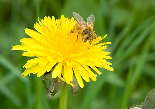 Bee on a Dandelion
