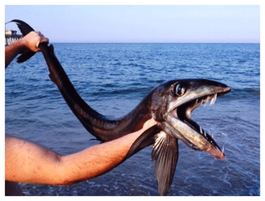 Click to enlarge Lancetfish