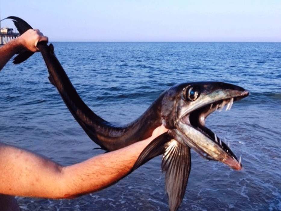 Lancetfish