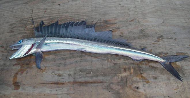 Lancetfish_2