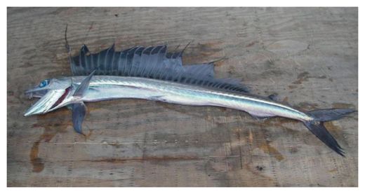Lancetfish_2