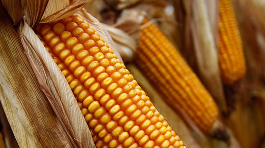 GM Corn