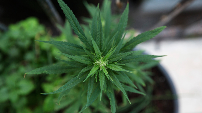 Click to enlarge Hemp
