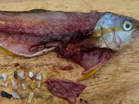 Dissected Fish