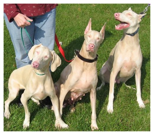 Click to enlarge Albino Doberman