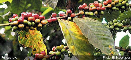 Click to enlarge coffee bean fungus on leaves