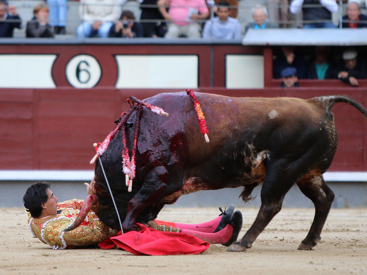 Spanish matador fortes is gored by a bull