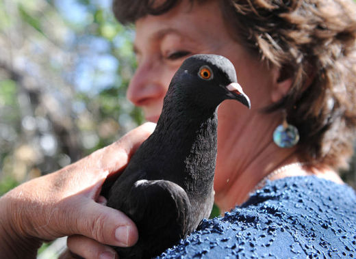 missing pigeon