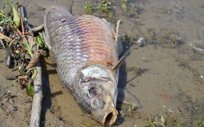 Click to enlarge Dead Carp_1