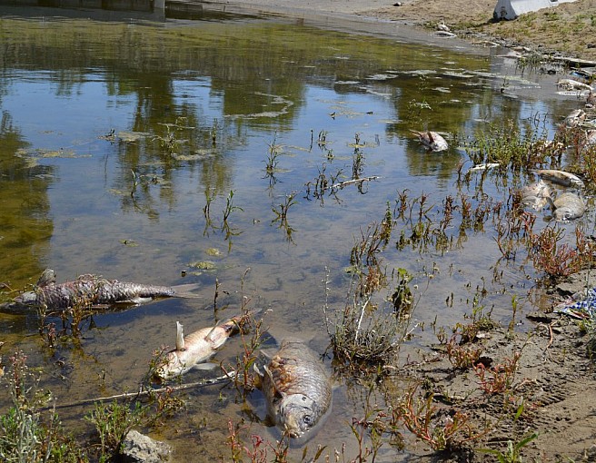 Dead Carp_2