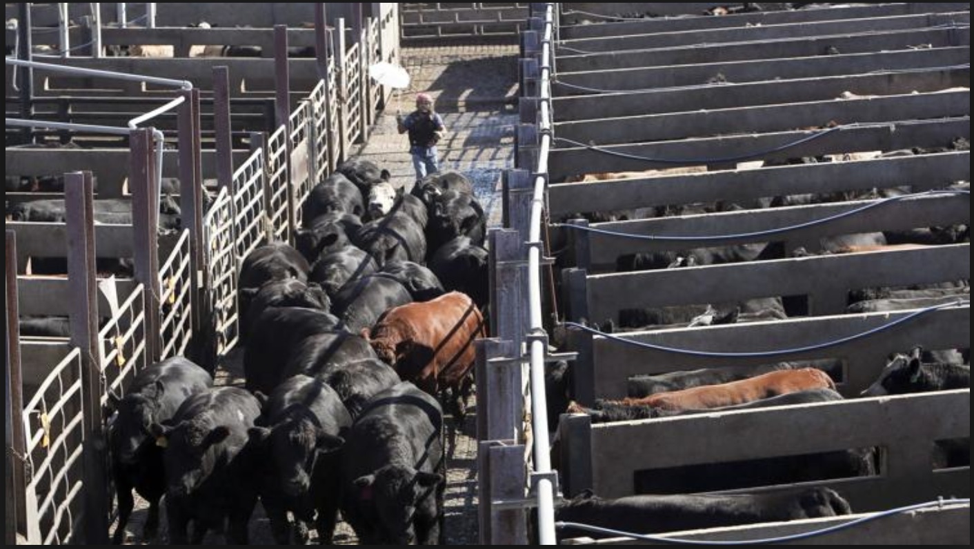 Click to enlarge Cattle Pen