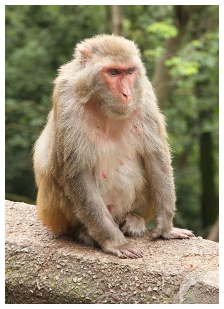 Rhesus Macaque