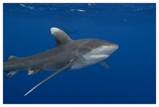 Whitetip Shark
