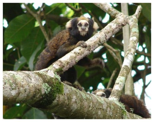 Click to enlarge Marmoset