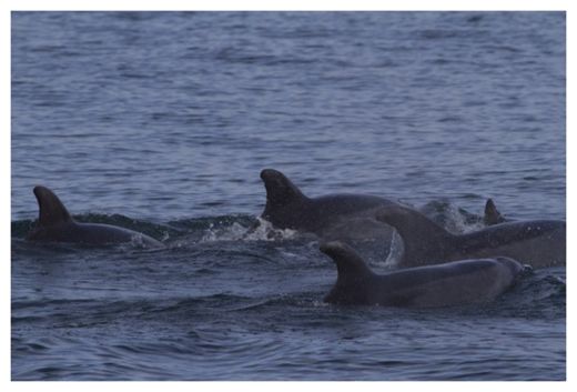 Bottlenose dolphin