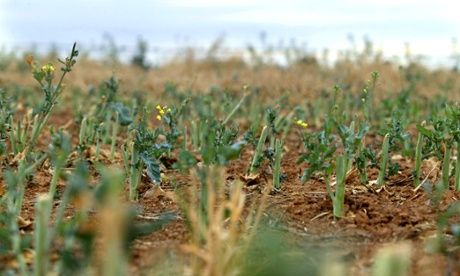 Genetically modified canola