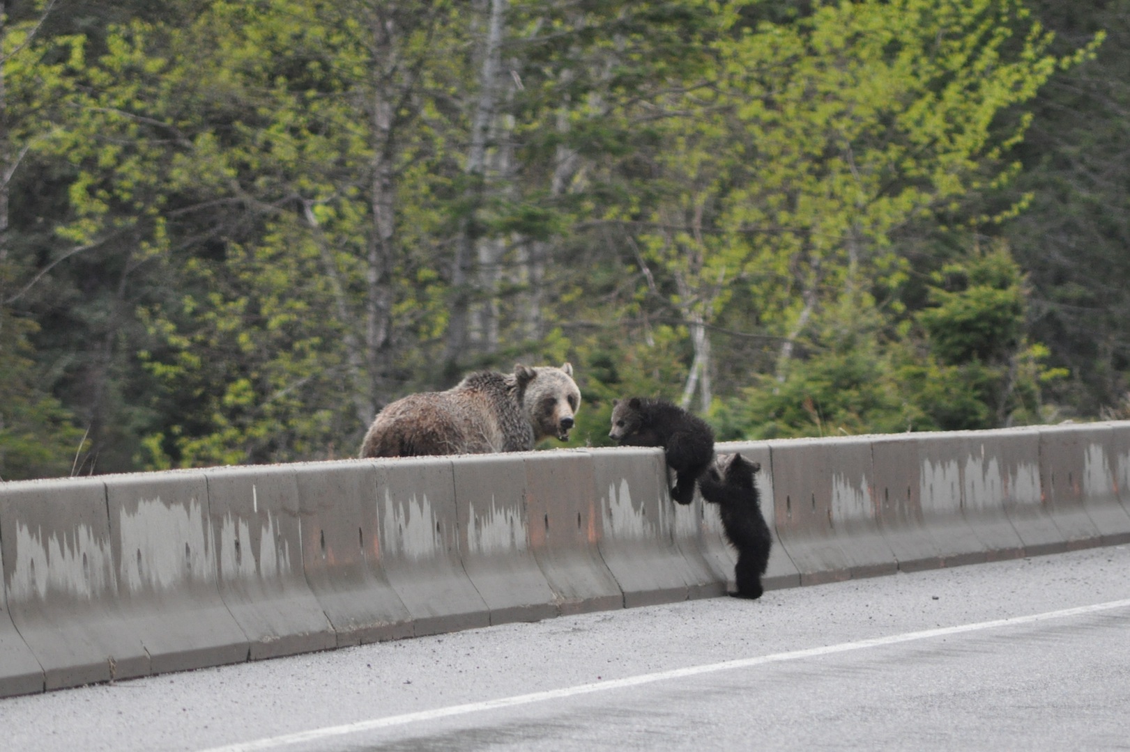 Grizzly mother and her two cubs