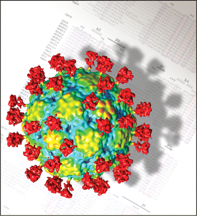 Click to enlarge Parechovirus