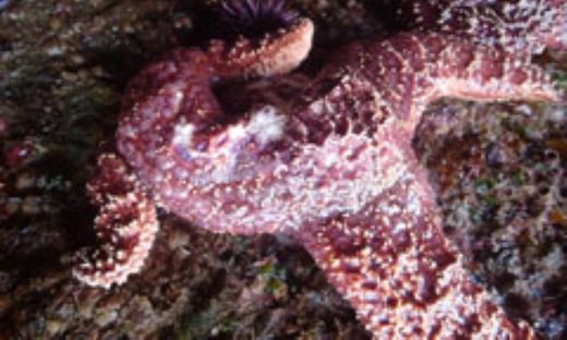 Sea star dieoff