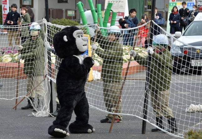 Gorilla_1