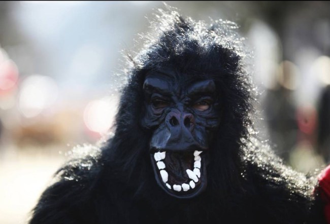 Gorilla_2