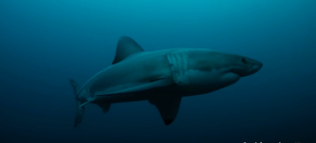 Great White