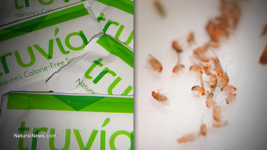 truvia dead fruit flies