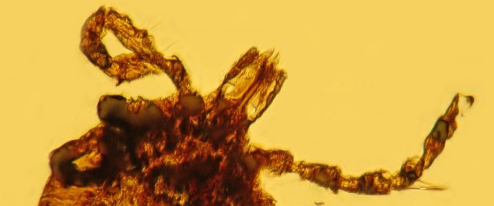 lyme disease fossilized ticks