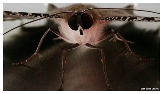 Moths_1