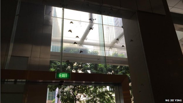 Click to enlarge Moths_2
