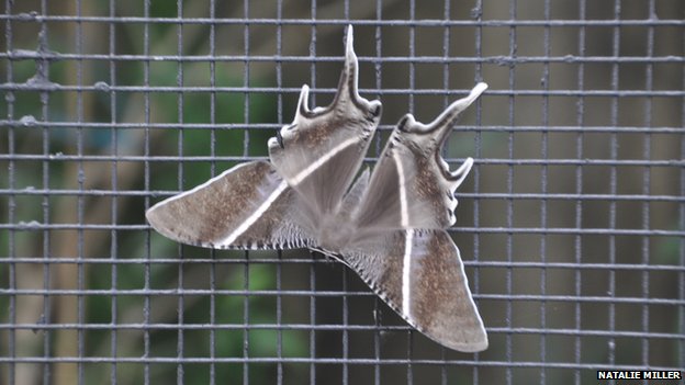 Click to enlarge Moths_4