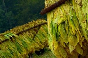 tobacco